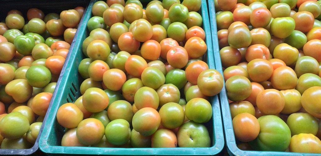 Tomate chonto de 1ra