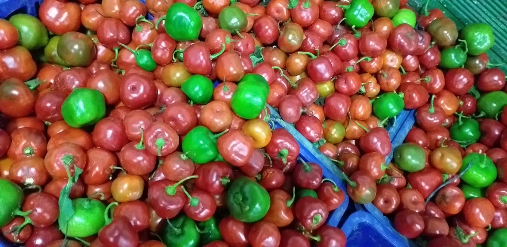 Rocoto