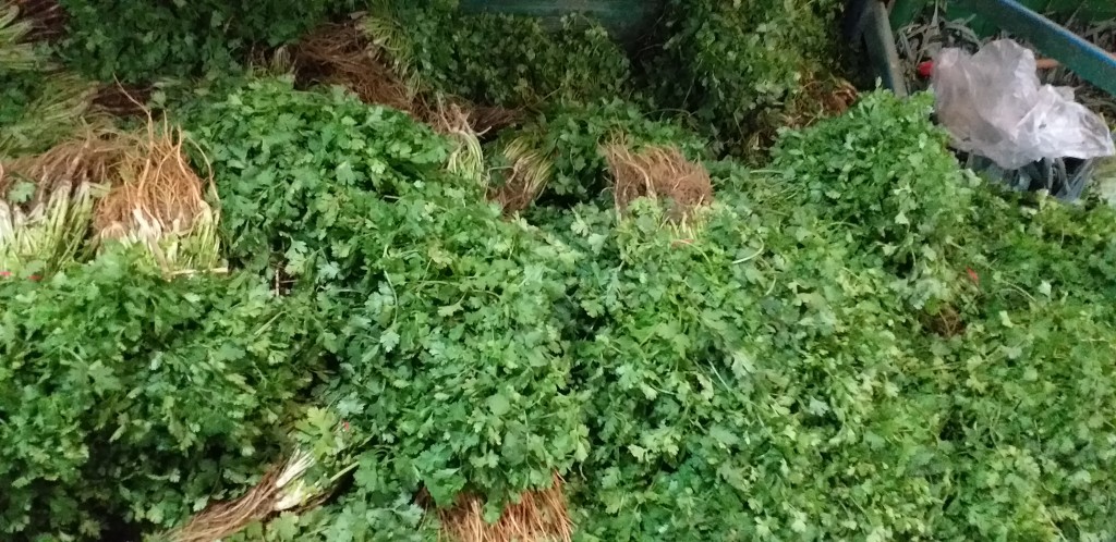 Cilantro