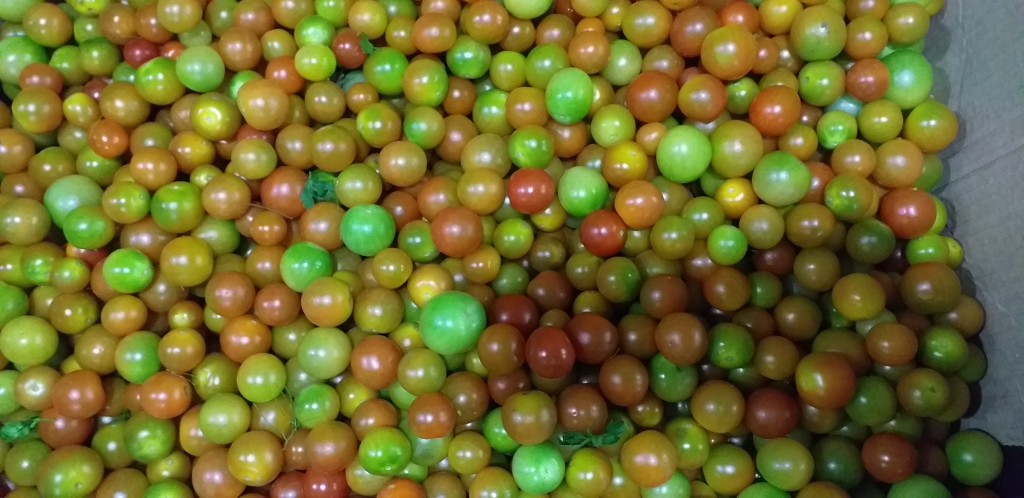 Tomate cherry
