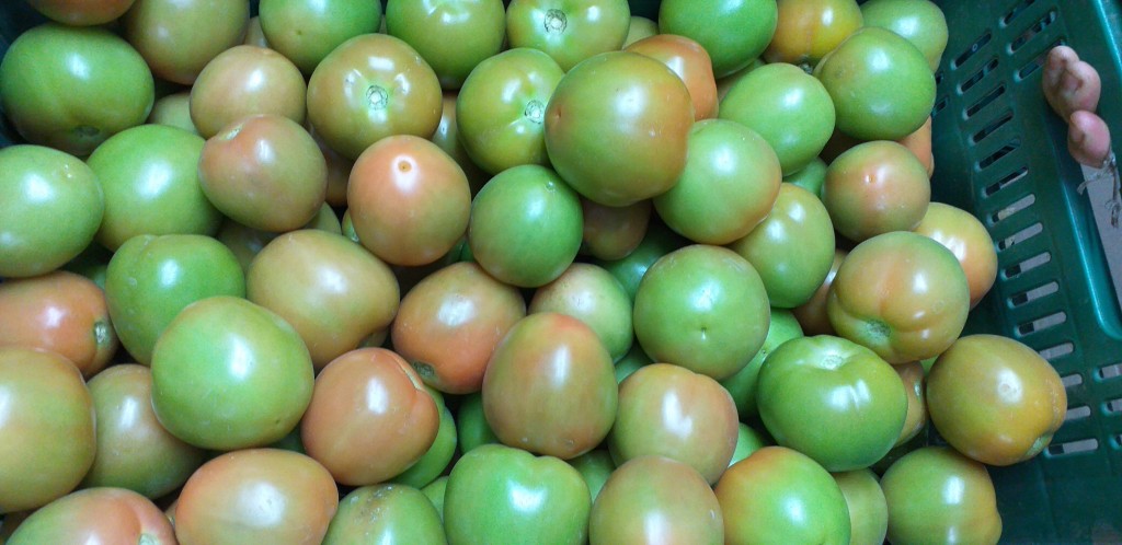 tomate chonto extra