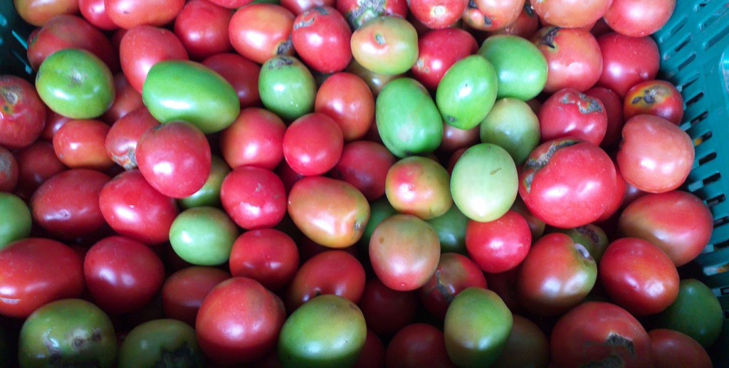 Tomate chonto delgado