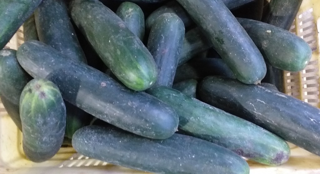 Pepino cohombro