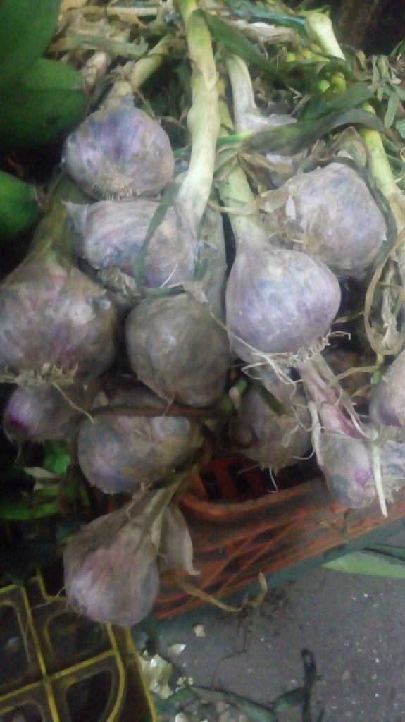 Ajo en rama
