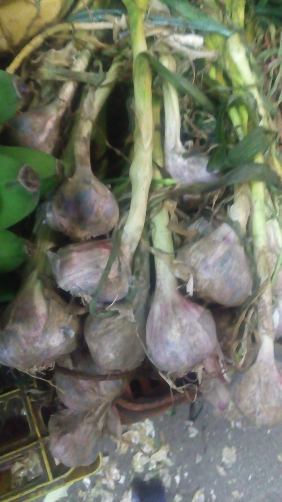 Ajo en rama