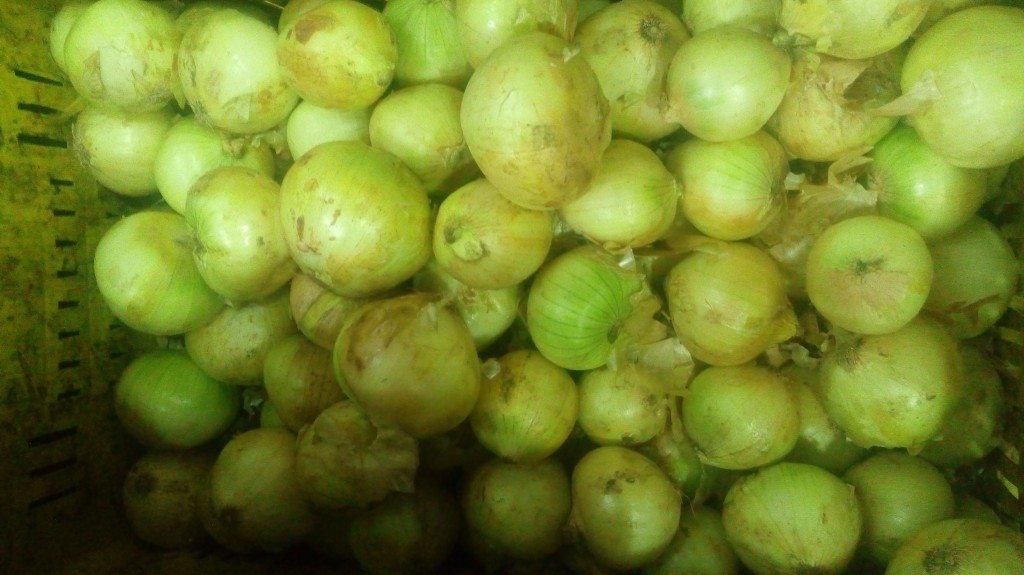 Cebolla cabezona pareja