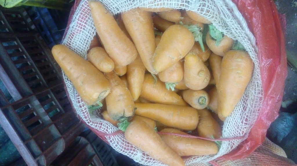 Zanahoria