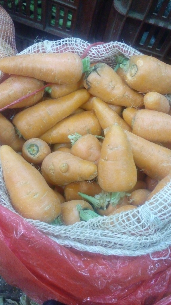 Zanahoria gruesa
