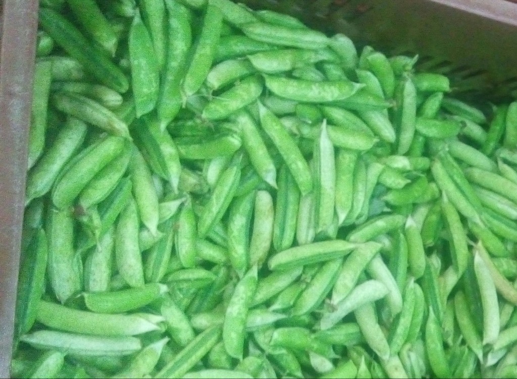 Arveja en cascara