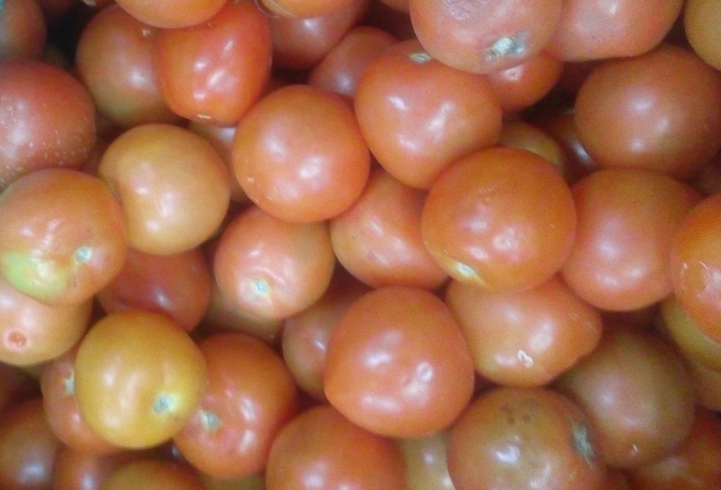 Tomate chonto de segunda