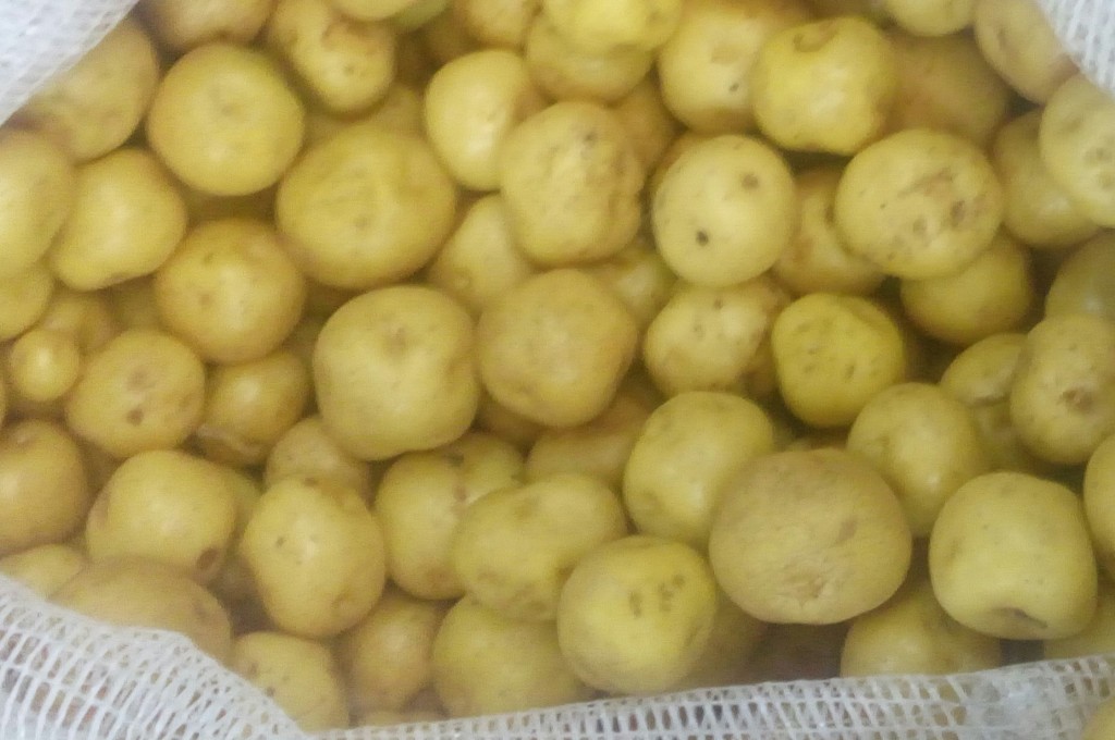 Papa criolla gruesa