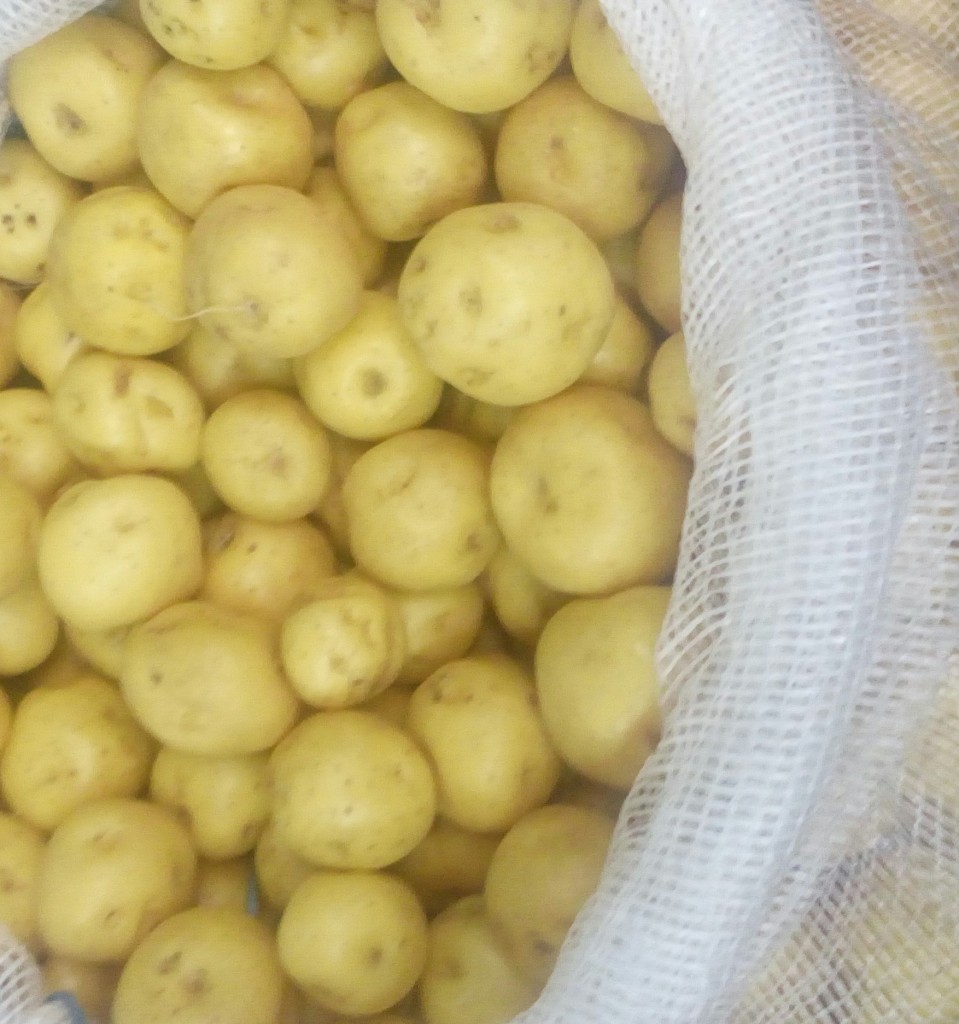 Papa criolla gruesa
