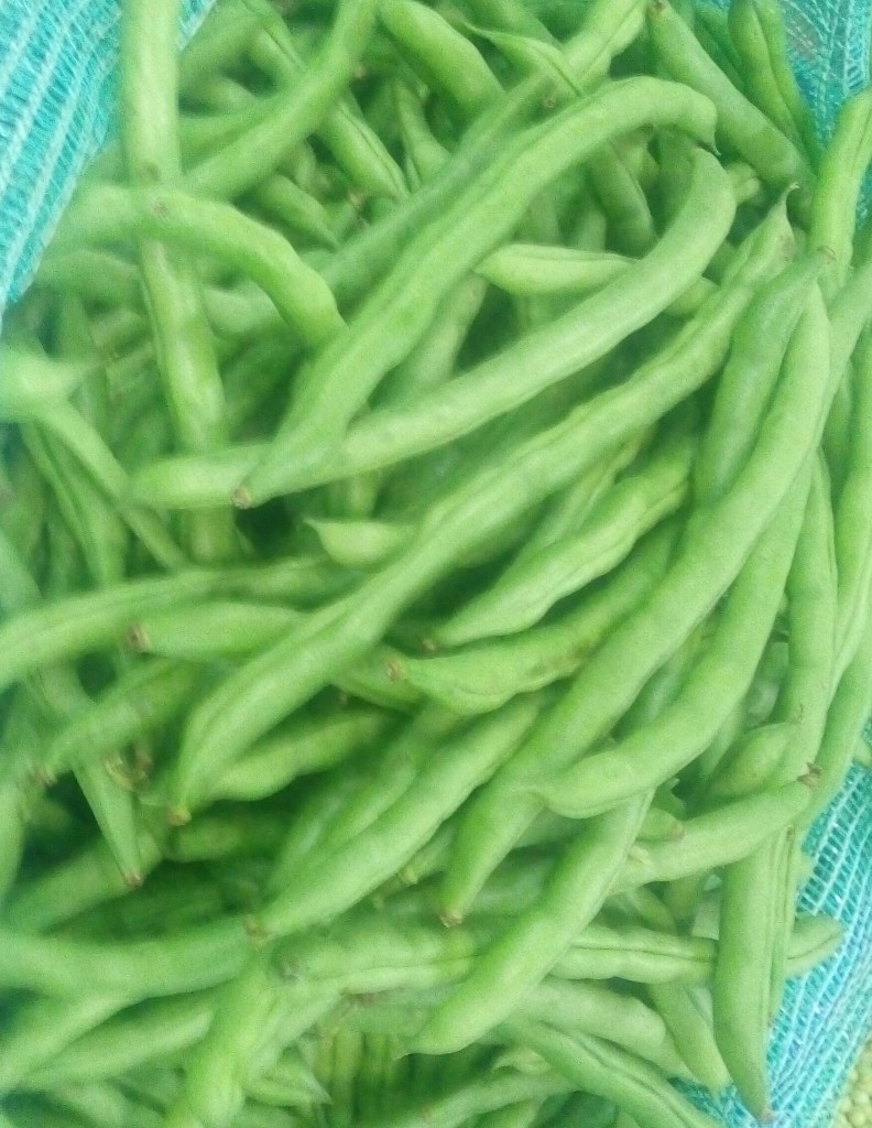 Habichuelas