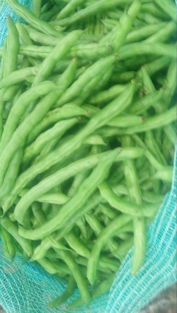 Habichuelas