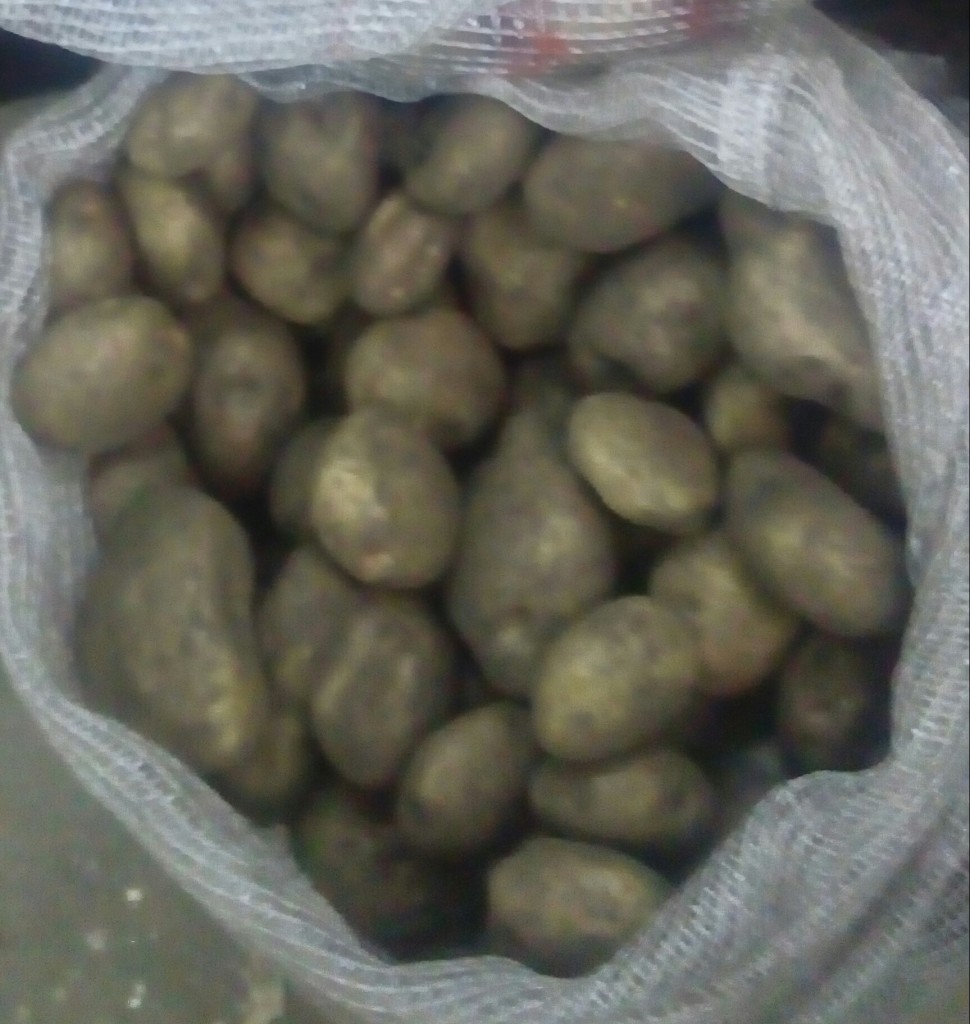 Papa pastusa fina