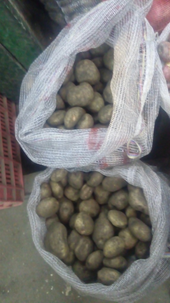 Papa pastusa