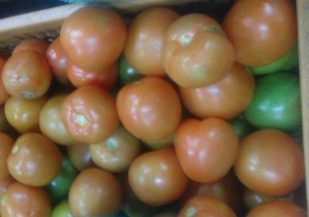 Tomate chonto de tercera