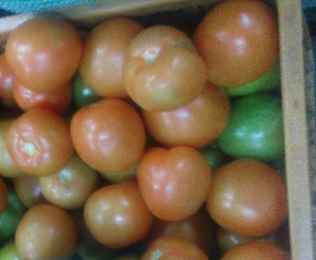 Tomate chonto de tercera