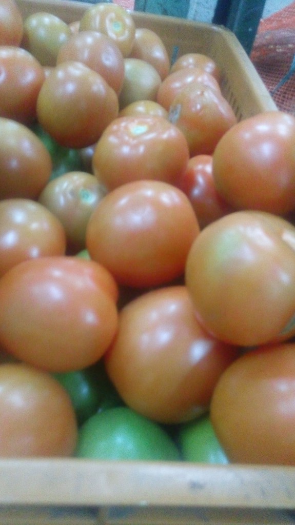 Tomate chonto selecto