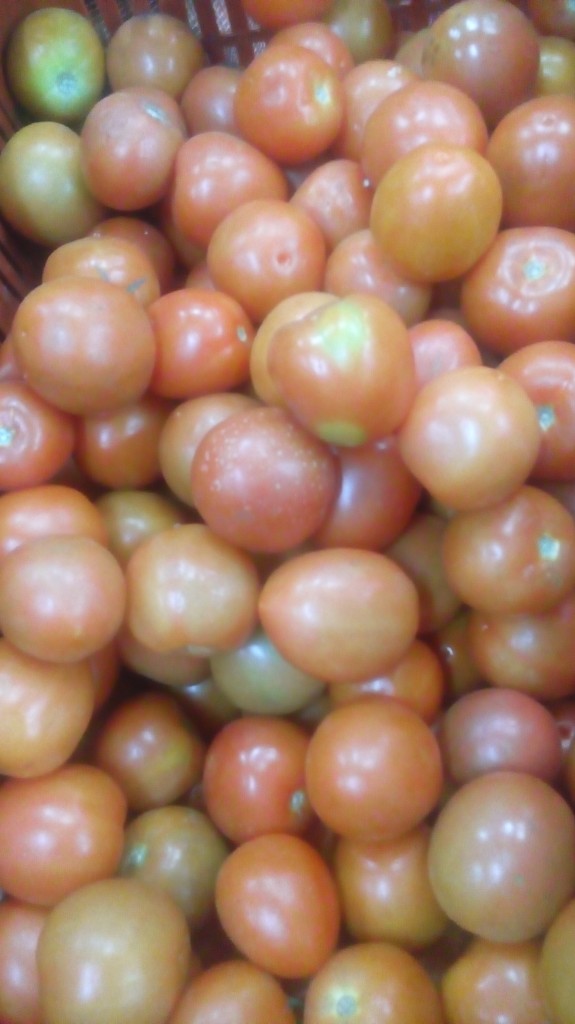 Tomate chonto parejo