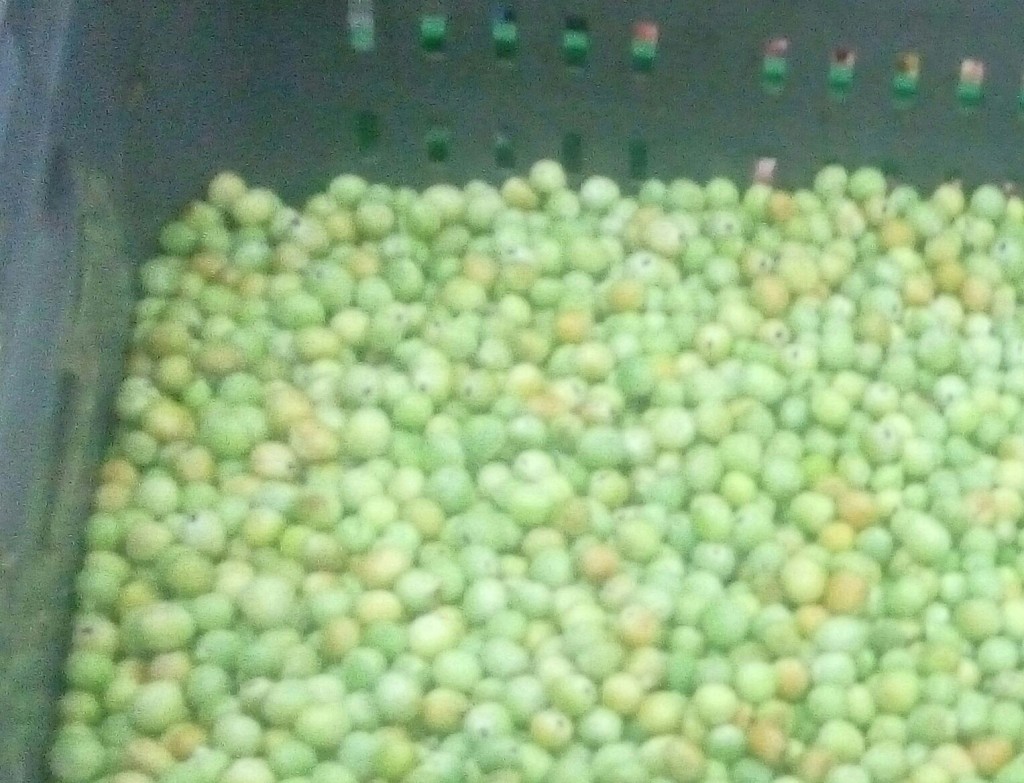 Arveja de segunda