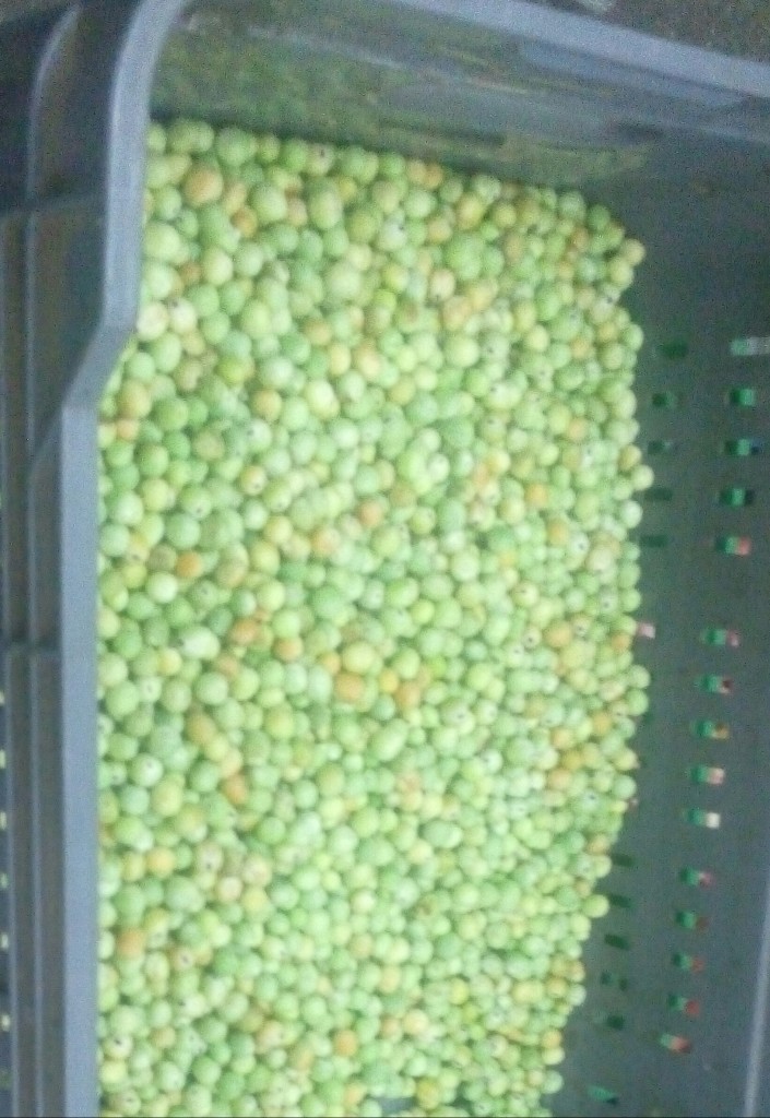 Arvejas