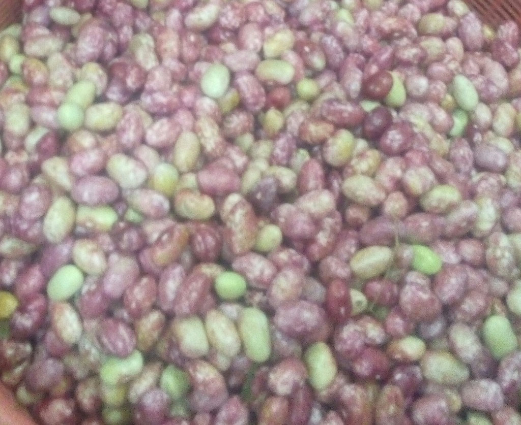 Frijol