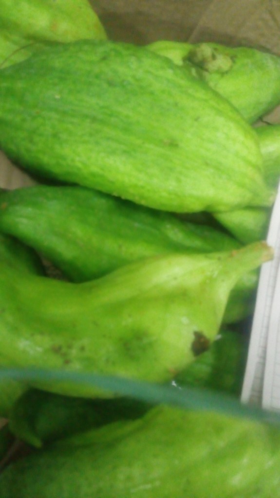 Pepino para guiso