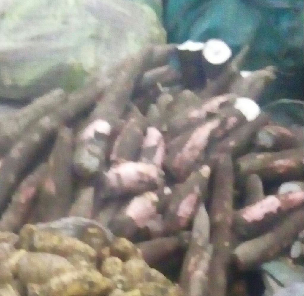 Yuca