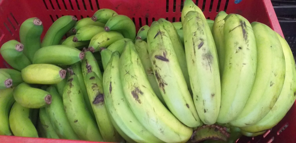 Banano criollo verde