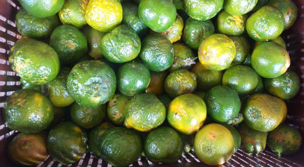 Mandarina oneco 2da