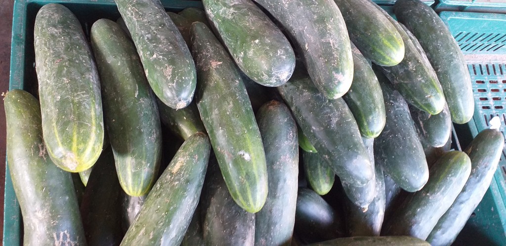 Pepino cohombro