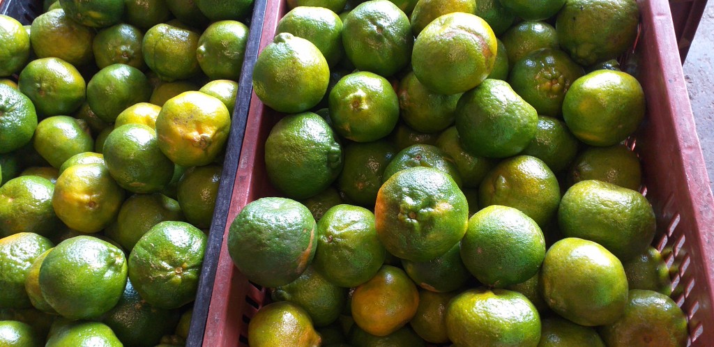 Mandarina oneco 1ra