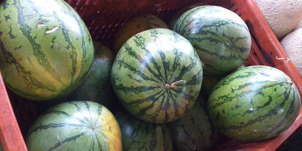 Sandia baby