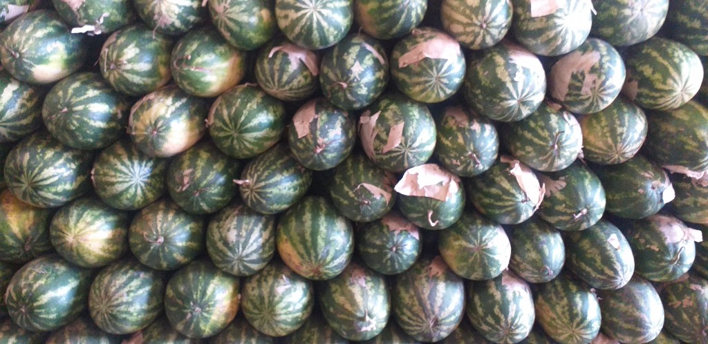 Sandia delgada