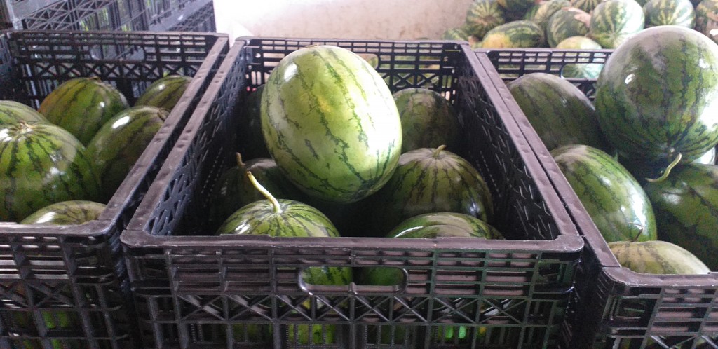 Sandia baby