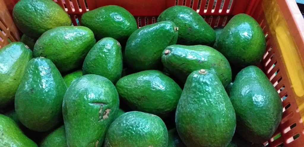 Aguacate semil