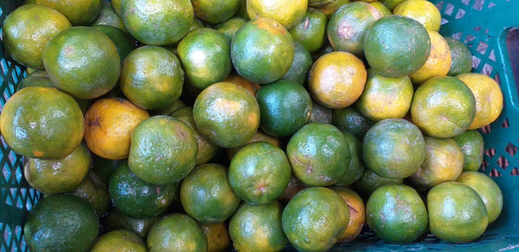 Mandarina oneco 1ra