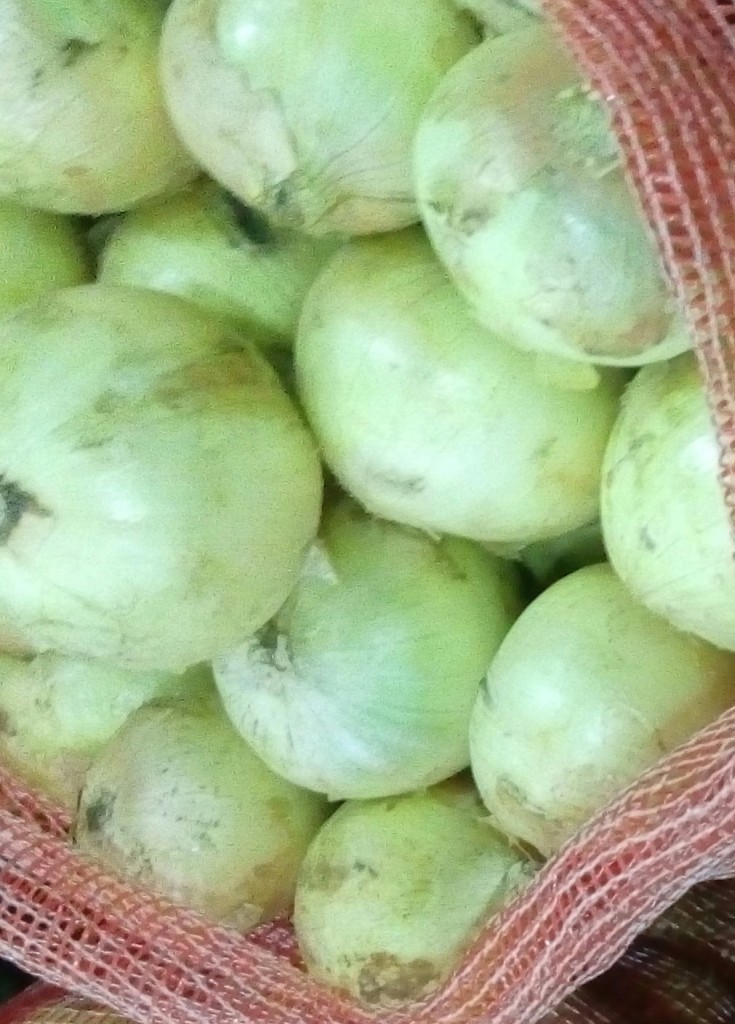 Cebolla cabezona gruesa