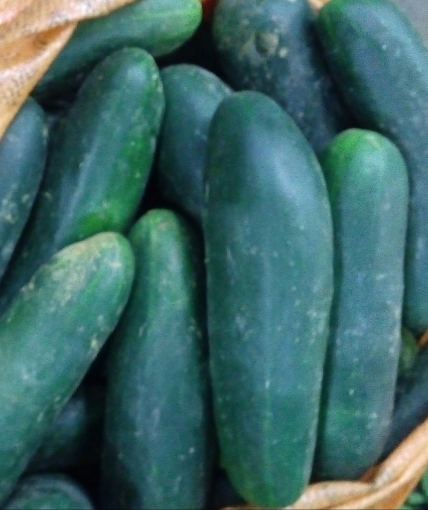Pepino cohombro