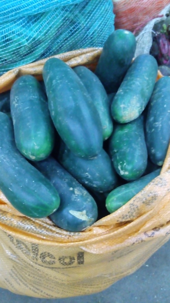 Pepino cohombro