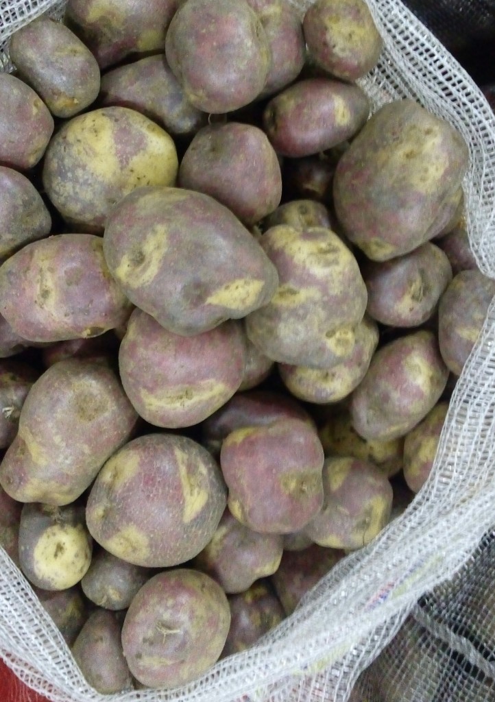 Papa sabanera gruesa