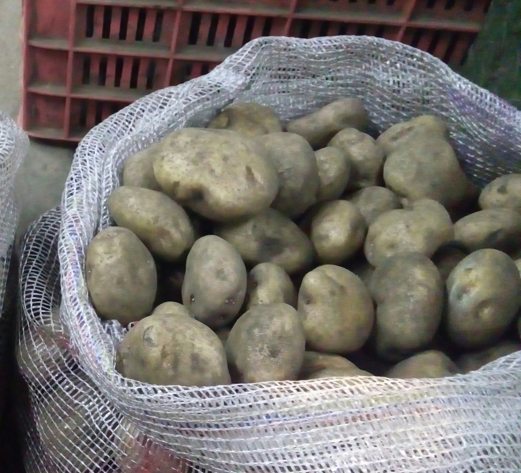Papa pastusa gruesa