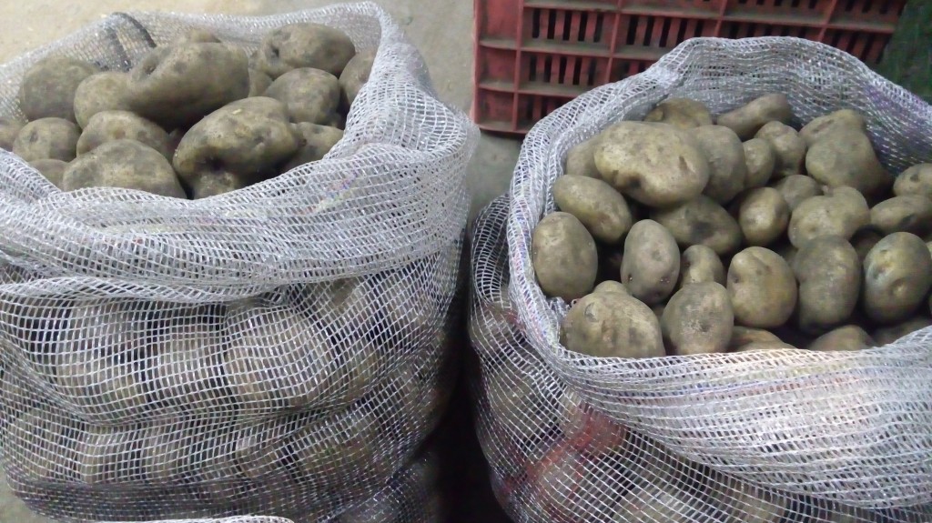Papa pastusa