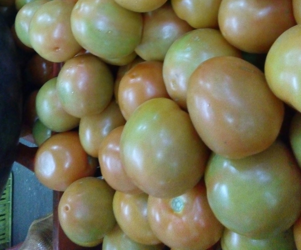 Tomate chonto parejo
