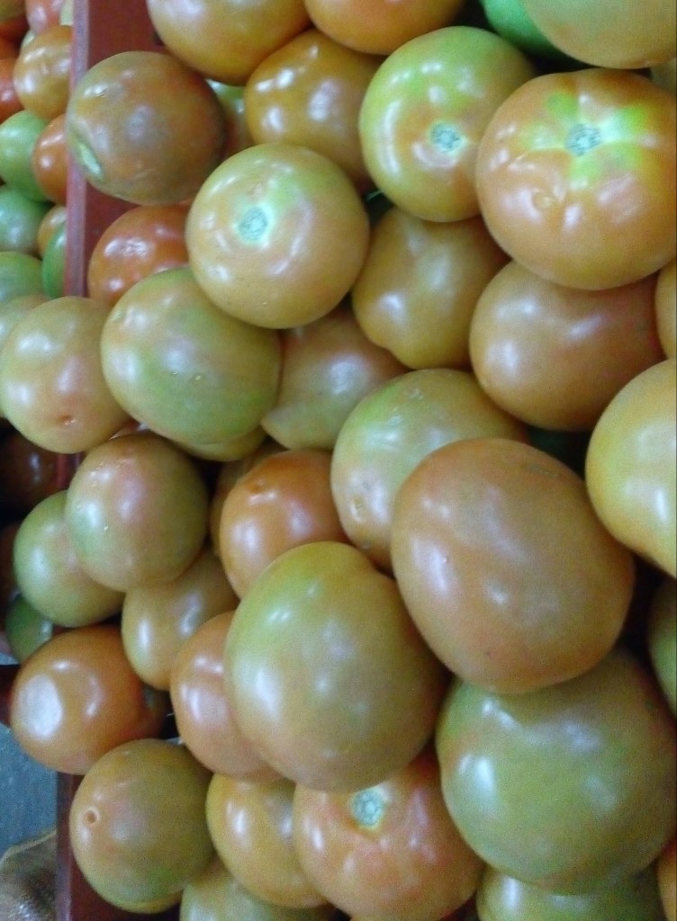 Tomate chongo selecto