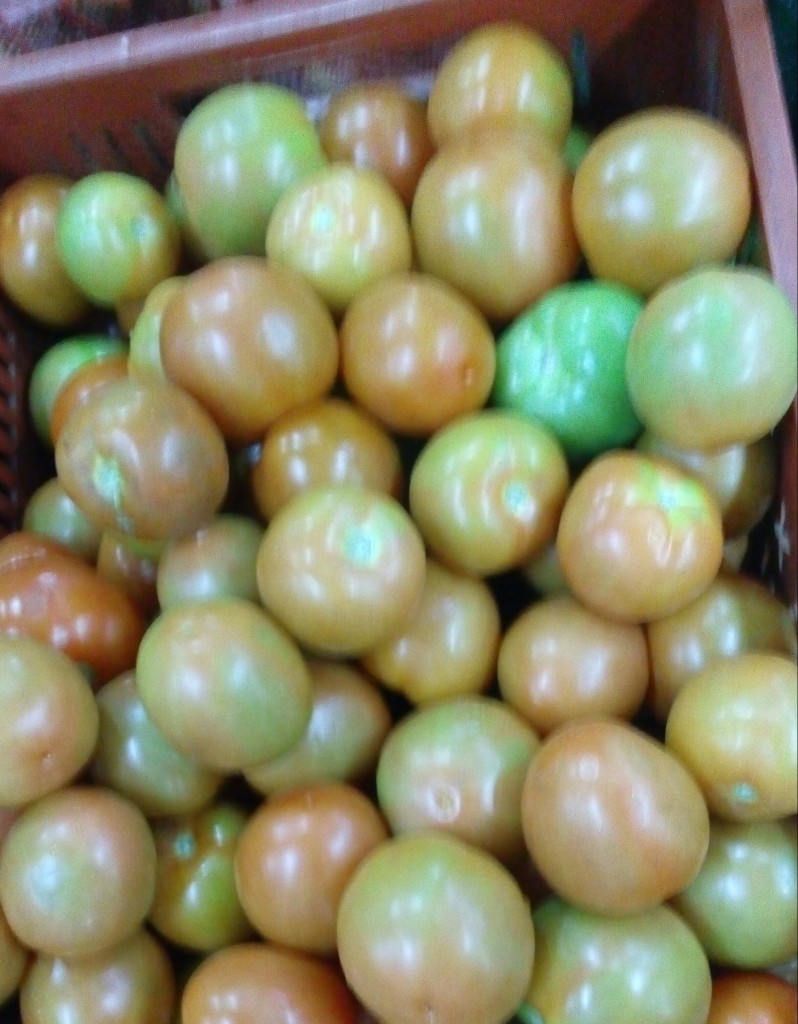 Tomate chonto selecto
