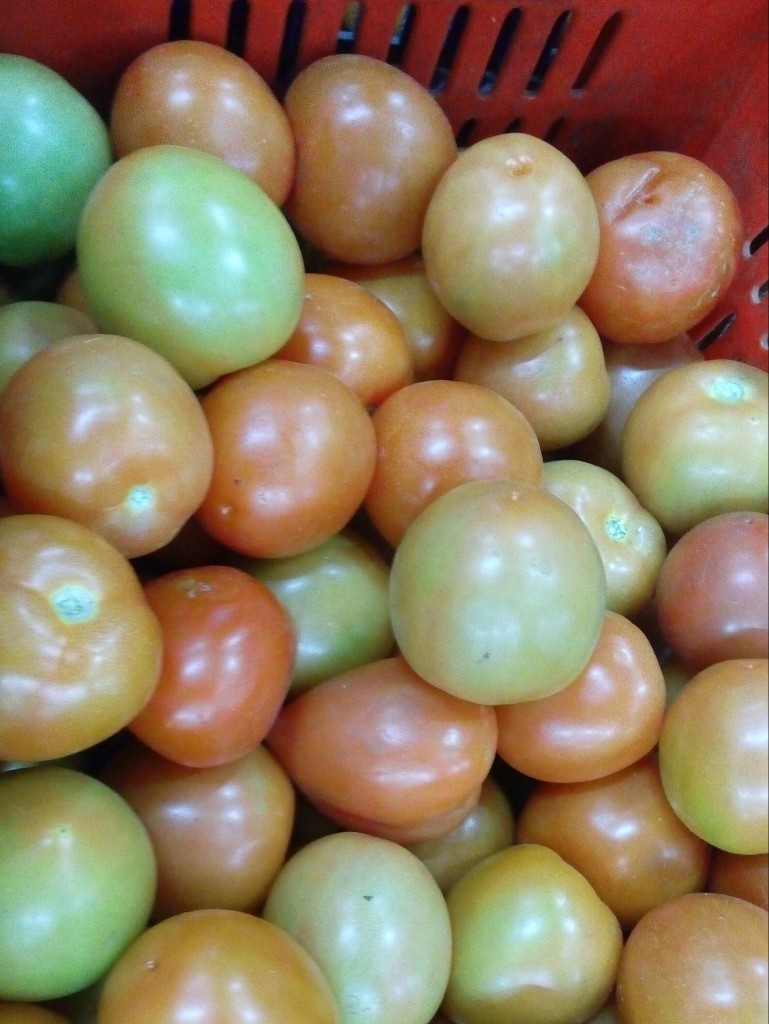 Tomate chonto de primera