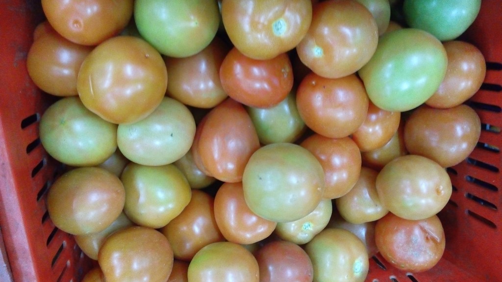 Tomate chonto de primera