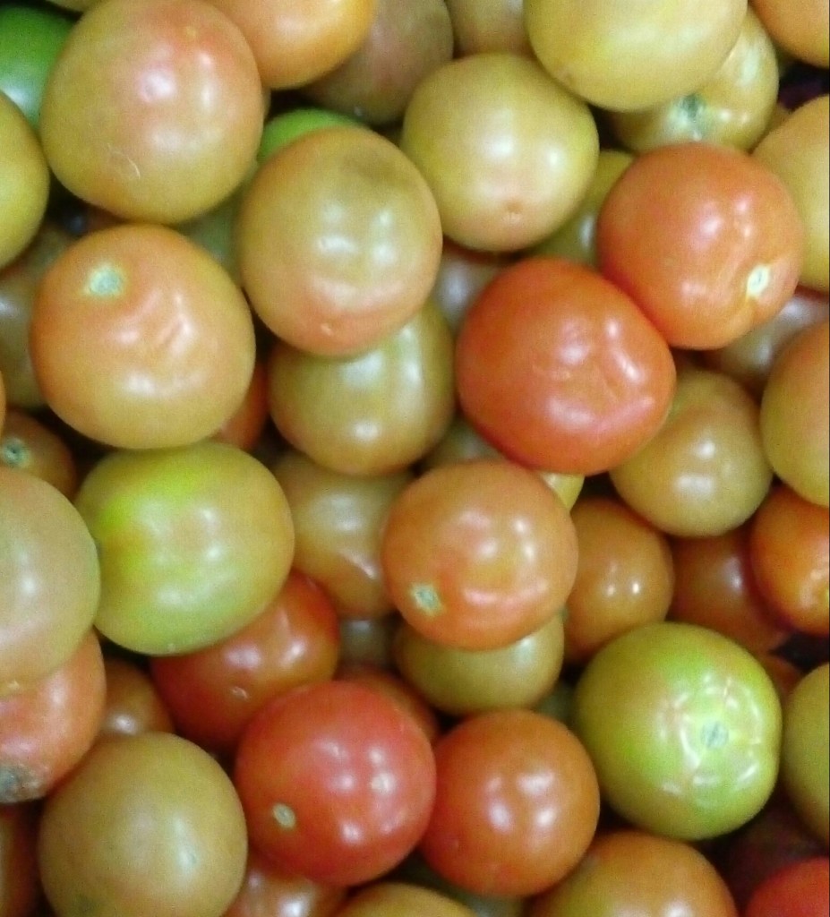 Tomate chonto de tercera
